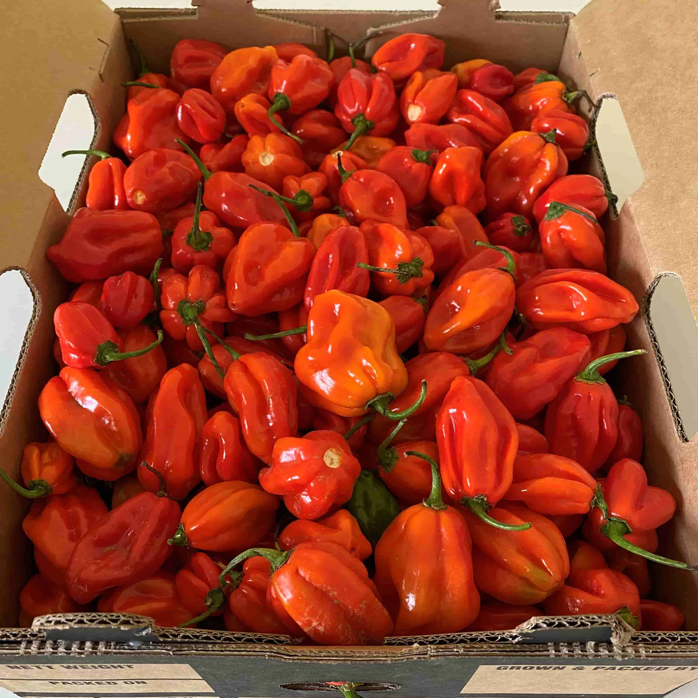 RED-HABANEROS.webp