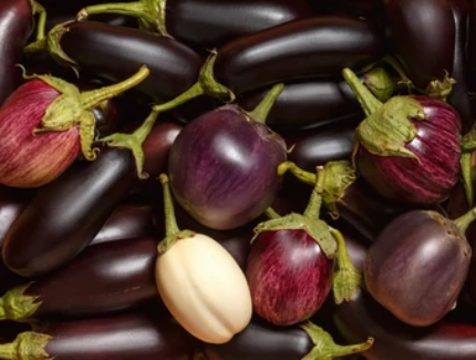 EGGPLANTS.png